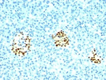 NKX2-2 Antibody - IHC testing of human pancreas stained with NKX2.2 antibody (NX2/294).