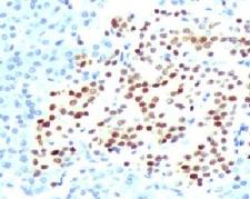 NKX2-2 Antibody - IHC testing of FFPE human pancreas with NKX2.2 antibody (rabbit monoclonal RMNK2-1).  This image was taken for the unmodified form of this product. Other forms have not been tested.