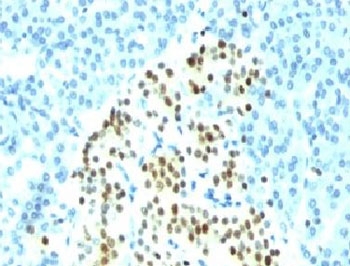 NKX2-2 Antibody - Formalin-fixed paraffin-embedded human pancreas stained with NKX2.2 antibody (SPM564).  This image was taken for the unmodified form of this product. Other forms have not been tested.