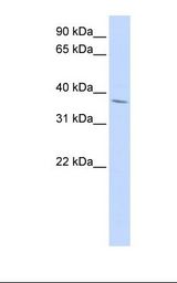 NKX2-3 Antibody - HepG2 cell lysate. Antibody concentration: 1.0 ug/ml. Gel concentration: 12%.  This image was taken for the unconjugated form of this product. Other forms have not been tested.