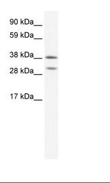 NKX2-3 Antibody - Fetal Spleen Lysate.  This image was taken for the unconjugated form of this product. Other forms have not been tested.