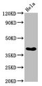 NKX2-3 Antibody - Western Blot Positive WB detected in: Hela whole cell lysate All Lanes: NKX2-3 antibody at 3.8µg/ml Secondary Goat polyclonal to rabbit IgG at 1/50000 dilution Predicted band size: 39 KDa Observed band size: 39 KDa