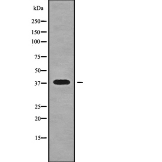 NKX2-3 Antibody - Western blot analysis NKX23 using RAW264.7 whole cells lysates