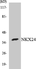 NKX2-4 Antibody - Western blot analysis of the lysates from K562 cells using NKX24 antibody.