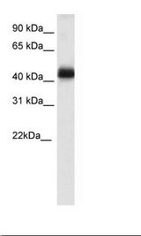 NKX2-4 Antibody - Testis Lysate.  This image was taken for the unconjugated form of this product. Other forms have not been tested.