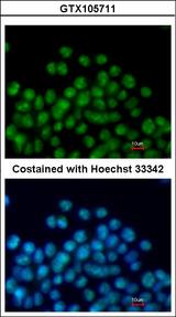 NKX2-5 Antibody - Immunofluorescence of paraformaldehyde-fixed mouse ESC D3 using Nkx2.5 antibody at 1:200 dilution.