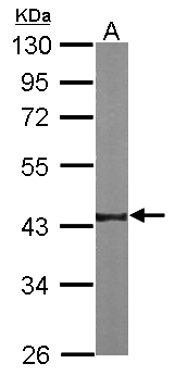 NKX2-5 Antibody - Sample (50 ug of whole cell lysate). A: mouse heart. 10% SDS PAGE. NKX2-5 antibody diluted at 1:1000.