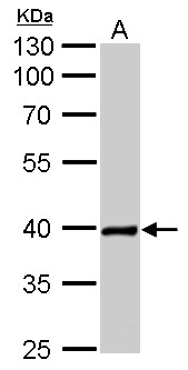 NKX2-5 Antibody - Nkx2.5 antibody detects NKX2-5 protein by Western blot analysis. A. 50 ug rat heart lysate/extract. 10 % SDS-PAGE. Nkx2.5 antibody dilution:1:500