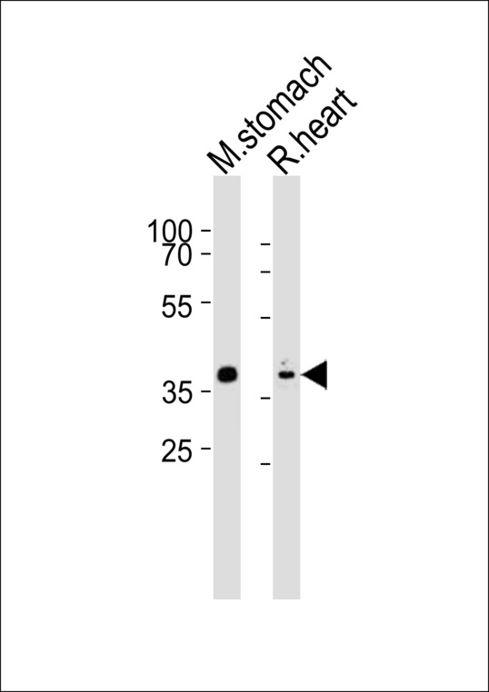 NKX2-5 Antibody - Western blot of lysates from mouse stomach, rat heart tissue (from left to right) with Mouse Nkx2-5 Antibody. Antibody was diluted at 1:1000 at each lane. A goat anti-rabbit IgG H&L (HRP) at 1:10000 dilution was used as the secondary antibody. Lysates at 20 ug per lane.