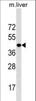 NKX2-5 Antibody - NKX2-5 Antibody western blot of mouse liver tissue lysates (35 ug/lane). The NKX2-5 antibody detected the NKX2-5 protein (arrow).