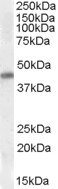 NKX2-5 Antibody - NKX2-5 antibody (0.3 ug/ml) staining of Human Heart lysate (35 ug protein/ml in RIPA buffer). Primary incubation was 1 hour. Detected by chemiluminescence.