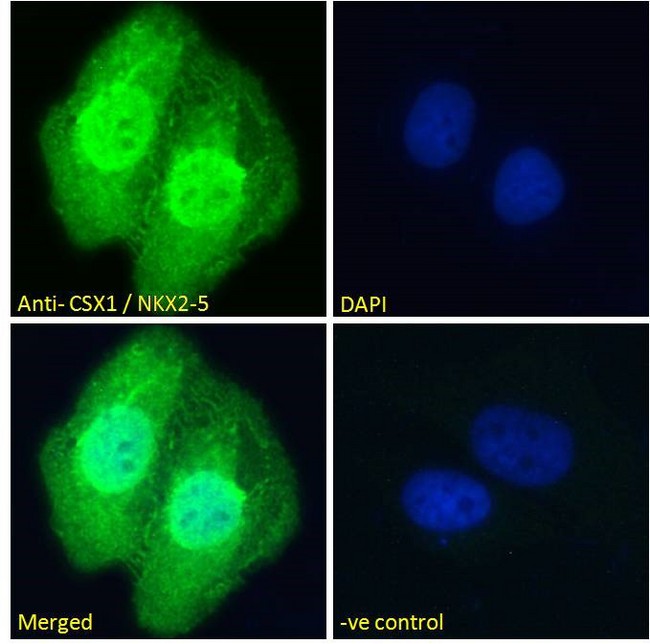 NKX2-5 Antibody - CSX1 / NKX2-5 Antibody Immunofluorescence analysis of paraformaldehyde fixed U2OS cells, permeabilized with 0.15% Triton. Primary incubation 1hr (10ug/ml) followed by Alexa Fluor 488 secondary antibody (2ug/ml), showing nuclear and cytoplasmic staining. The nuclear stain is DAPI (blue). Negative control: Unimmunized goat IgG (10ug/ml) followed by Alexa Fluor 488 secondary antibody (2ug/ml).