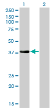 NKX2-5 Antibody - Western Blot analysis of NKX2-5 expression in transfected 293T cell line by NKX2-5 monoclonal antibody (M01), clone 1E4-G5.Lane 1: NKX2-5 transfected lysate(34.9 KDa).Lane 2: Non-transfected lysate.
