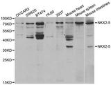 NKX2-5 Antibody - Western blot analysis of extracts of various cell lines.