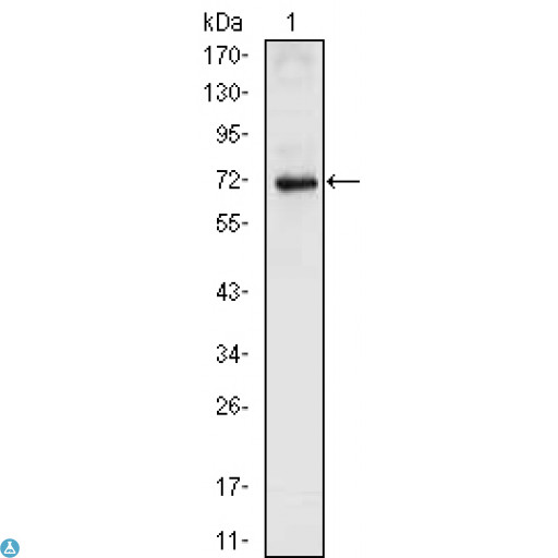 NKX2-5 Antibody - Western Blot (WB) analysis using Nkx-2.5 Monoclonal Antibody against full-length NKX2.5 (aa1-324)-hIgGFc transfected HEK293 cell lysate (1).