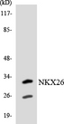 NKX2-6 Antibody - Western blot analysis of the lysates from Jurkat cells using NKX26 antibody.