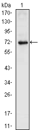 nkx2.5 Antibody - Western blot using NKX2.5 mouse monoclonal antibody against full-length NKX2.5 (aa1-324)-hIgGFc transfected HEK293 cell lysate (1).