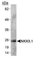 NKX3-1 Antibody - Detection of NKX3.1 in mouse testis lysate using NKX3.1 Antibody. ECL detection 1 minute.  This image was taken for the unconjugated form of this product. Other forms have not been tested.