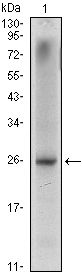 NKX3-1 Antibody - Nkx3.1 Antibody in Western Blot (WB)