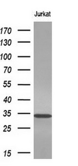 NKX3-1 Antibody - Western blot analysis of extracts. (10ug) from 1 cell line by using anti-NKX3-1 monoclonal antibody. (1:200)