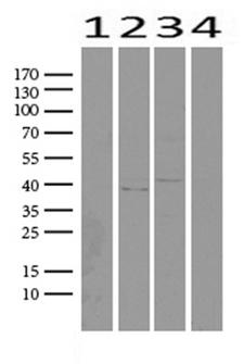 NKX3-1 Antibody - Western blot analysis of extracts. (25ug) from 4 different cell lines by using anti-NKX3-1 monoclonal antibody. (1:500). (1: HEK293; 2: Hela; 3: MCF7; 4: HepG2) Dilution: 1:500