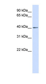 NKX3-2 / BAPX1 Antibody - NKX3-2 / BAPX1 antibody Western blot of 293T cell lysate. This image was taken for the unconjugated form of this product. Other forms have not been tested.