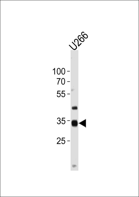 NKX3-2 / BAPX1 Antibody - NKX3-2 Antibody western blot of U266 cell line lysates (35 ug/lane). The NKX3-2 antibody detected the NKX3-2 protein (arrow).