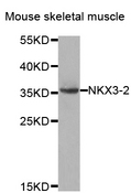 NKX3-2 / BAPX1 Antibody - Western blot analysis of extracts of mouse skeletal muscle.