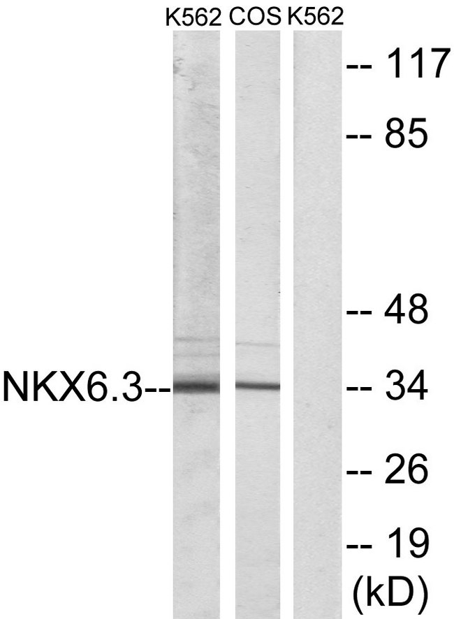 NKX6-3 Antibody - Western blot analysis of lysates from K562 and COS7 cells, using NKX6.3 Antibody. The lane on the right is blocked with the synthesized peptide.
