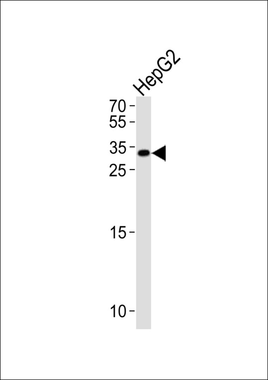 NKX6-3 Antibody - NKX6-3 Antibody western blot of HepG2 cell line lysates (35 ug/lane). The NKX6-3 antibody detected the NKX6-3 protein (arrow).