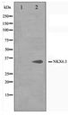 NKX6-3 Antibody - Western blot of K562 cell lysate using NKX6.3 Antibody