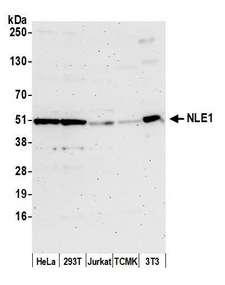 NLE1 Antibody - Detection of human and mouse NLE1 by western blot. Samples: Whole cell lysate (50 µg) from HeLa, HEK293T, Jurkat, mouse TCMK-1, and mouse NIH 3T3 cells prepared using NETN lysis buffer. Antibody: Affinity purified rabbit anti-NLE1 antibody used for WB at 1:1000. Detection: Chemiluminescence with an exposure time of 3 minutes.