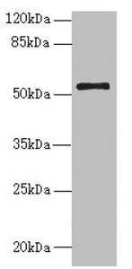 NLE1 Antibody - Western blot All Lanes:NLE1 antibody at 1.48ug/ml +PC-3 whole cell lysate Goat polyclonal to rabbit at 1/10000 dilution Predicted band size: 54,22 kDa Observed band size: 53 kDa