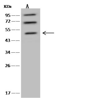 NLE1 Antibody - Anti-NLE1 rabbit polyclonal antibody at 1:500 dilution. Lane A: U-251 MG Whole Cell Lysate. Lysates/proteins at 30 ug per lane. Secondary: Goat Anti-Rabbit IgG (H+L)/HRP at 1/10000 dilution. Developed using the ECL technique. Performed under reducing conditions. Predicted band size: 53 kDa. Observed band size: 53 kDa.
