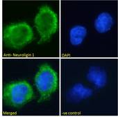 NLGN1 / Neuroligin 1 Antibody - NLGN1 / Neuroligin 1 antibody immunofluorescence analysis of paraformaldehyde fixed U251 cells, permeabilized with 0.15% Triton. Primary incubation 1hr (10ug/ml) followed by Alexa Fluor 488 secondary antibody (2ug/ml), showing membrane/cytoplasmic staining. The nuclear stain is DAPI (blue). Negative control: Unimmunized goat IgG (10ug/ml) followed by Alexa Fluor 488 secondary antibody (2ug/ml).