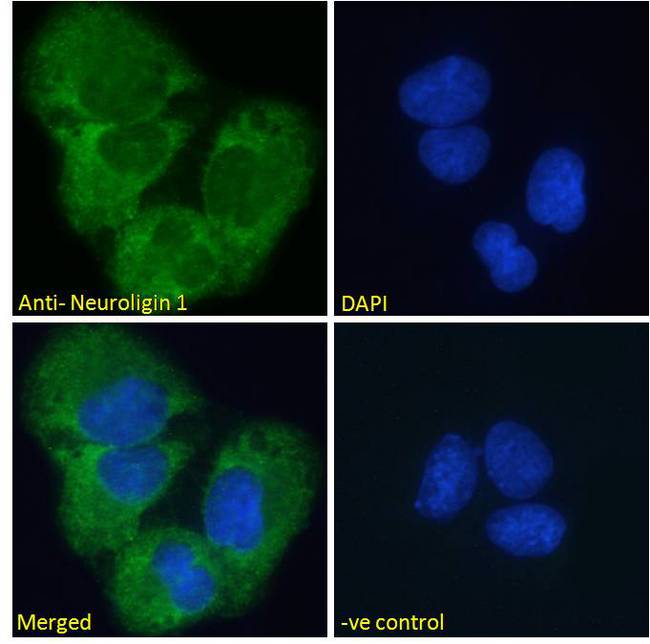NLGN1 / Neuroligin 1 Antibody - NLGN1 / Neuroligin 1 antibody immunofluorescence analysis of paraformaldehyde fixed U2OS cells, permeabilized with 0.15% Triton. Primary incubation 1hr (10ug/ml) followed by Alexa Fluor 488 secondary antibody (2ug/ml), showing membrane/cytoplasmic staining. The nuclear stain is DAPI (blue). Negative control: Unimmunized goat IgG (10ug/ml) followed by Alexa Fluor 488 secondary antibody (2ug/ml).