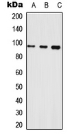 NLGN1 / Neuroligin 1 Antibody - Western blot analysis of Neuroligin 1 expression in HEK293T (A); Raw264.7 (B); PC12 (C) whole cell lysates.