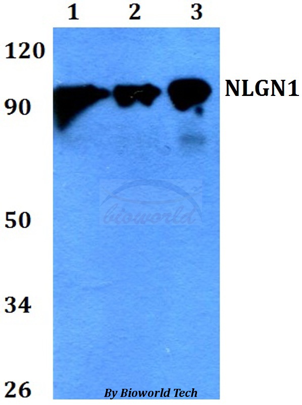 NLGN1 / Neuroligin 1 Antibody - Western blot of NLGN1 antibody at 1:500 dilution. Lane 1: HEK293T whole cell lysate. Lane 2: Raw264.7 whole cell lysate. Lane 3: PC12 whole cell lysate.
