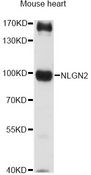 NLGN2 / Neuroligin 2 Antibody - Western blot analysis of extracts of mouse heart, using NLGN2 antibody at 1:3000 dilution. The secondary antibody used was an HRP Goat Anti-Rabbit IgG (H+L) at 1:10000 dilution. Lysates were loaded 25ug per lane and 3% nonfat dry milk in TBST was used for blocking. An ECL Kit was used for detection and the exposure time was 30s.