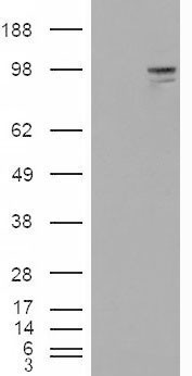 NLGN3 / Neuroligin 3 Antibody - HEK293 overexpressing Neuregulin3 (RC207955) and probed with (mock transfection in first lane).