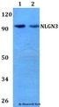NLGN3 / Neuroligin 3 Antibody - Western blot of NLGN3 antibody at 1:500 dilution. Lane 1: HEK293T whole cell lysate. Lane 2: sp2/0 whole cell lysate.