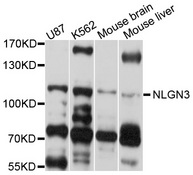 NLGN3 / Neuroligin 3 Antibody - Western blot analysis of extract of various cells.