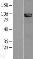 NLGN3 / Neuroligin 3 Protein - Western validation with an anti-DDK antibody * L: Control HEK293 lysate R: Over-expression lysate