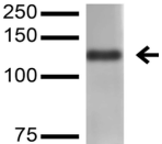 Nlgn4l Antibody - Detection of Neuroligin-4 in rat brain lysate with Neuroligin-4 Monoclonal Antibody at 1ug/ml.
