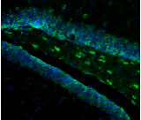Nlgn4l Antibody - Detection of Neuroligin-4 in formaldehdye-fixed parrafin embedded mouse dentate gyrus with Neuroligin-4 Monoclonal Antibody at 10ug/ml.