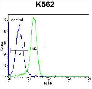NLK Antibody - NLK-T286 Antibody flow cytometry of K562 cells (right histogram) compared to a negative control cell (left histogram). FITC-conjugated goat-anti-rabbit secondary antibodies were used for the analysis.