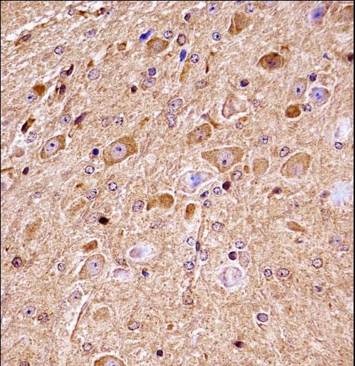 NLK Antibody - Mouse Nlk Antibody immunohistochemistry of formalin-fixed and paraffin-embedded mouse brain tissue followed by peroxidase-conjugated secondary antibody and DAB staining.