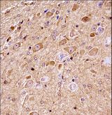 NLK Antibody - Mouse Nlk Antibody immunohistochemistry of formalin-fixed and paraffin-embedded mouse brain tissue followed by peroxidase-conjugated secondary antibody and DAB staining.