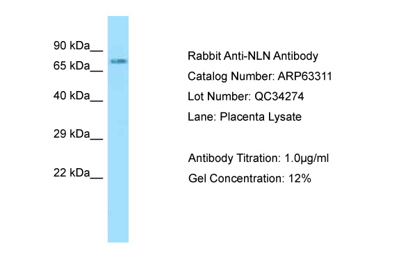 NLN / Neurolysin Antibody -  This image was taken for the unconjugated form of this product. Other forms have not been tested.