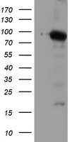NLN / Neurolysin Antibody - HEK293T cells were transfected with the pCMV6-ENTRY control (Left lane) or pCMV6-ENTRY NLN (Right lane) cDNA for 48 hrs and lysed. Equivalent amounts of cell lysates (5 ug per lane) were separated by SDS-PAGE and immunoblotted with anti-NLN.